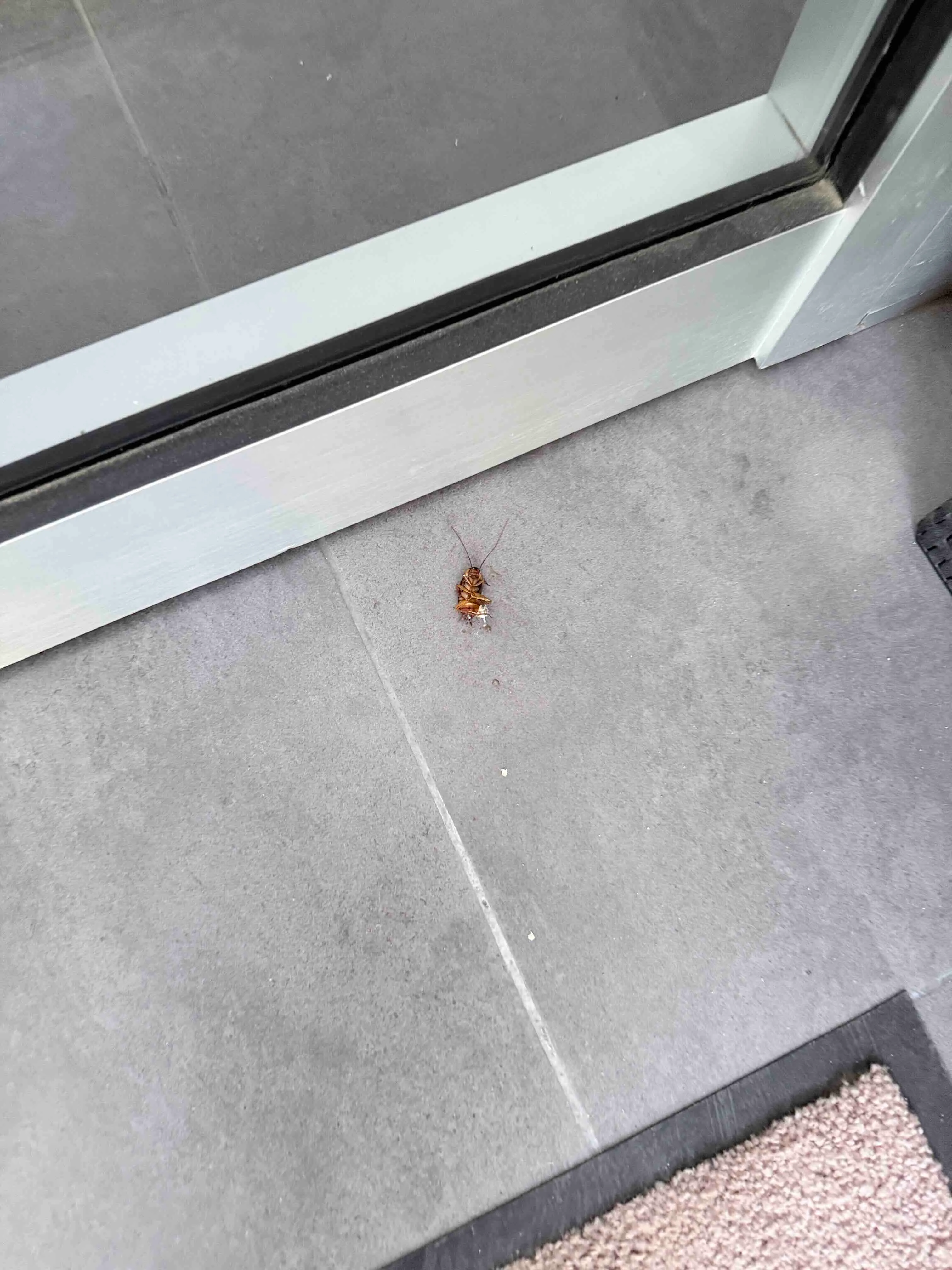 Cockroach Infestation